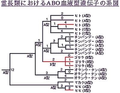 血液型ダイエットは根拠も効果も無く 逆に太りやすい ダイエットポリス